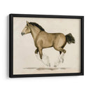 Clydesdale Ii - Grace Popp | Cuadro decorativo de Canvas Lab