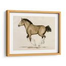 Clydesdale Ii - Grace Popp | Cuadro decorativo de Canvas Lab
