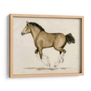 Clydesdale Ii - Grace Popp | Cuadro decorativo de Canvas Lab