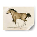 Clydesdale Ii - Grace Popp | Cuadro decorativo de Canvas Lab