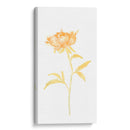 Bouquet Blush Ii - June Erica Vess | Cuadro decorativo de Canvas Lab