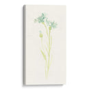 Estudio De Aciano I - June Erica Vess | Cuadro decorativo de Canvas Lab