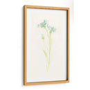 Estudio De Aciano I - June Erica Vess | Cuadro decorativo de Canvas Lab