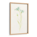 Estudio De Aciano I - June Erica Vess | Cuadro decorativo de Canvas Lab