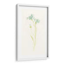 Estudio De Aciano I - June Erica Vess | Cuadro decorativo de Canvas Lab