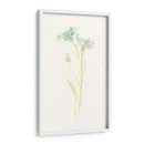 Estudio De Aciano I - June Erica Vess | Cuadro decorativo de Canvas Lab