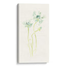 Estudio De Aciano Ii - June Erica Vess | Cuadro decorativo de Canvas Lab