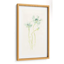 Estudio De Aciano Ii - June Erica Vess | Cuadro decorativo de Canvas Lab