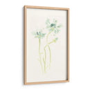 Estudio De Aciano Ii - June Erica Vess | Cuadro decorativo de Canvas Lab