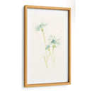 Estudio De Aciano Iii - June Erica Vess | Cuadro decorativo de Canvas Lab