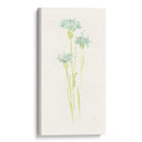 Estudio De Aciano Iv - June Erica Vess | Cuadro decorativo de Canvas Lab