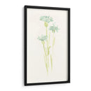 Estudio De Aciano Iv - June Erica Vess | Cuadro decorativo de Canvas Lab