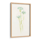 Estudio De Aciano Iv - June Erica Vess | Cuadro decorativo de Canvas Lab