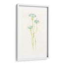 Estudio De Aciano Iv - June Erica Vess | Cuadro decorativo de Canvas Lab