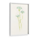 Estudio De Aciano Iv - June Erica Vess | Cuadro decorativo de Canvas Lab