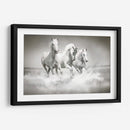 Tres caballos blancos | Cuadro decorativo de Canvas Lab
