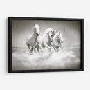 Tres caballos blancos | Cuadro decorativo de Canvas Lab