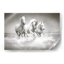 Tres caballos blancos | Cuadro decorativo de Canvas Lab