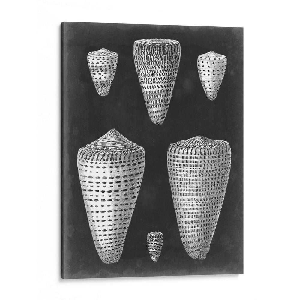Conchas De Alabastro I - Vision Studio | Cuadro decorativo de Canvas Lab
