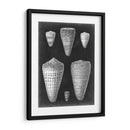 Conchas De Alabastro I - Vision Studio | Cuadro decorativo de Canvas Lab