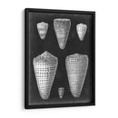 Conchas De Alabastro I - Vision Studio | Cuadro decorativo de Canvas Lab