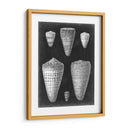 Conchas De Alabastro I - Vision Studio | Cuadro decorativo de Canvas Lab