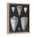 Conchas De Alabastro I - Vision Studio | Cuadro decorativo de Canvas Lab