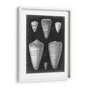 Conchas De Alabastro I - Vision Studio | Cuadro decorativo de Canvas Lab