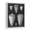 Conchas De Alabastro I - Vision Studio | Cuadro decorativo de Canvas Lab