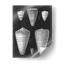 Conchas De Alabastro I - Vision Studio | Cuadro decorativo de Canvas Lab
