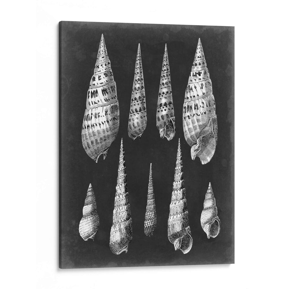 Alabaster Shells Ii - Vision Studio | Cuadro decorativo de Canvas Lab