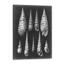 Alabaster Shells Ii - Vision Studio | Cuadro decorativo de Canvas Lab