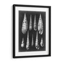 Alabaster Shells Ii - Vision Studio | Cuadro decorativo de Canvas Lab