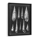 Alabaster Shells Ii - Vision Studio | Cuadro decorativo de Canvas Lab