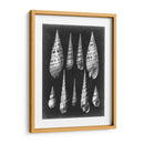 Alabaster Shells Ii - Vision Studio | Cuadro decorativo de Canvas Lab