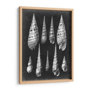 Alabaster Shells Ii - Vision Studio | Cuadro decorativo de Canvas Lab