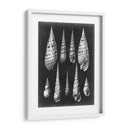 Alabaster Shells Ii - Vision Studio | Cuadro decorativo de Canvas Lab