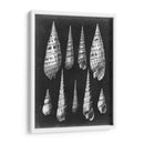 Alabaster Shells Ii - Vision Studio | Cuadro decorativo de Canvas Lab