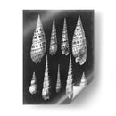 Alabaster Shells Ii - Vision Studio | Cuadro decorativo de Canvas Lab
