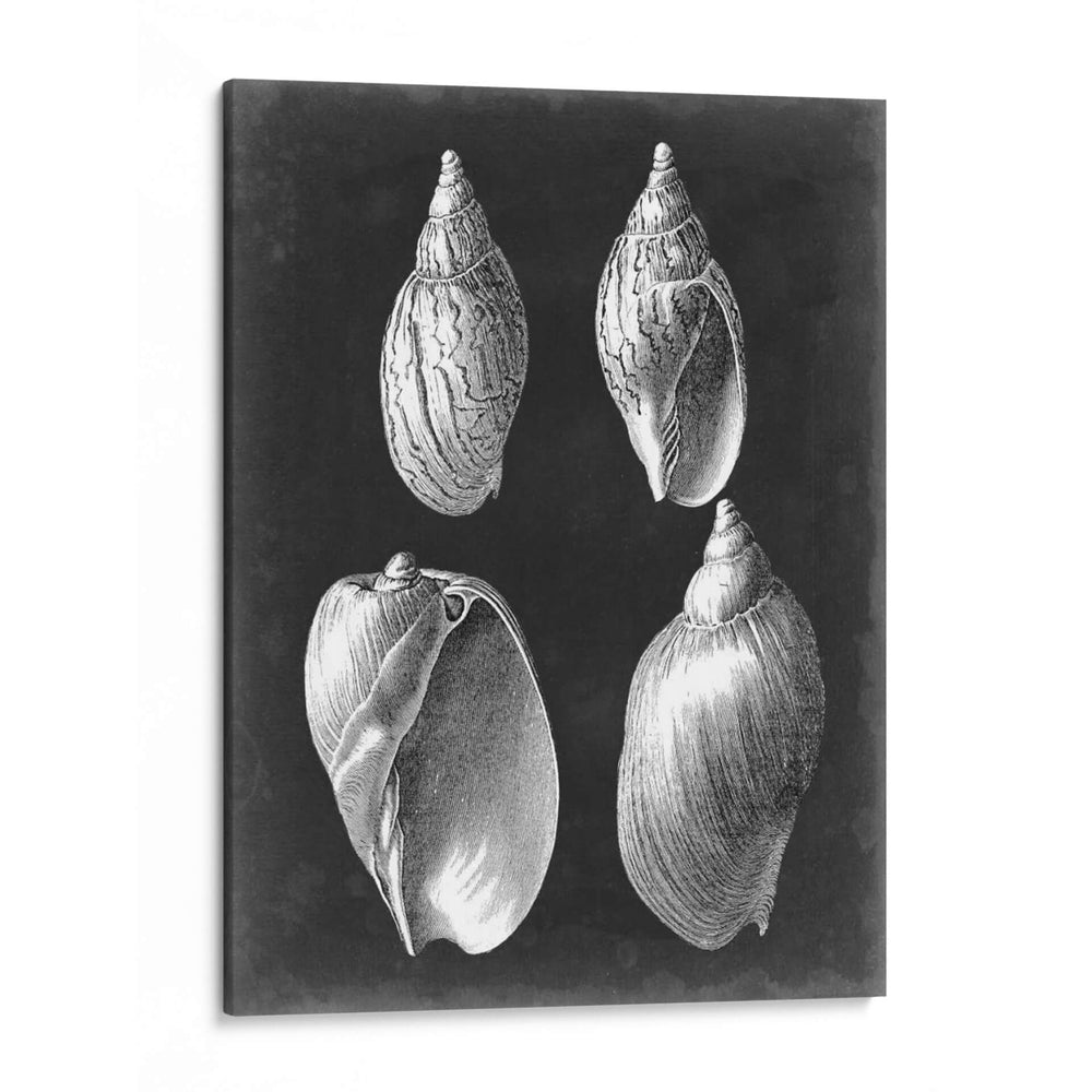 Alabaster Shells Iii - Vision Studio | Cuadro decorativo de Canvas Lab