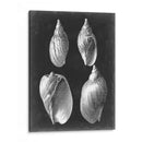 Alabaster Shells Iii - Vision Studio | Cuadro decorativo de Canvas Lab