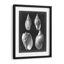 Alabaster Shells Iii - Vision Studio | Cuadro decorativo de Canvas Lab
