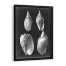 Alabaster Shells Iii - Vision Studio | Cuadro decorativo de Canvas Lab