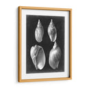 Alabaster Shells Iii - Vision Studio | Cuadro decorativo de Canvas Lab