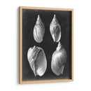 Alabaster Shells Iii - Vision Studio | Cuadro decorativo de Canvas Lab