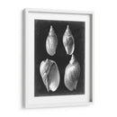 Alabaster Shells Iii - Vision Studio | Cuadro decorativo de Canvas Lab