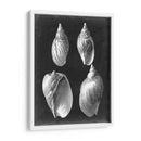 Alabaster Shells Iii - Vision Studio | Cuadro decorativo de Canvas Lab