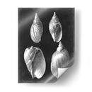Alabaster Shells Iii - Vision Studio | Cuadro decorativo de Canvas Lab