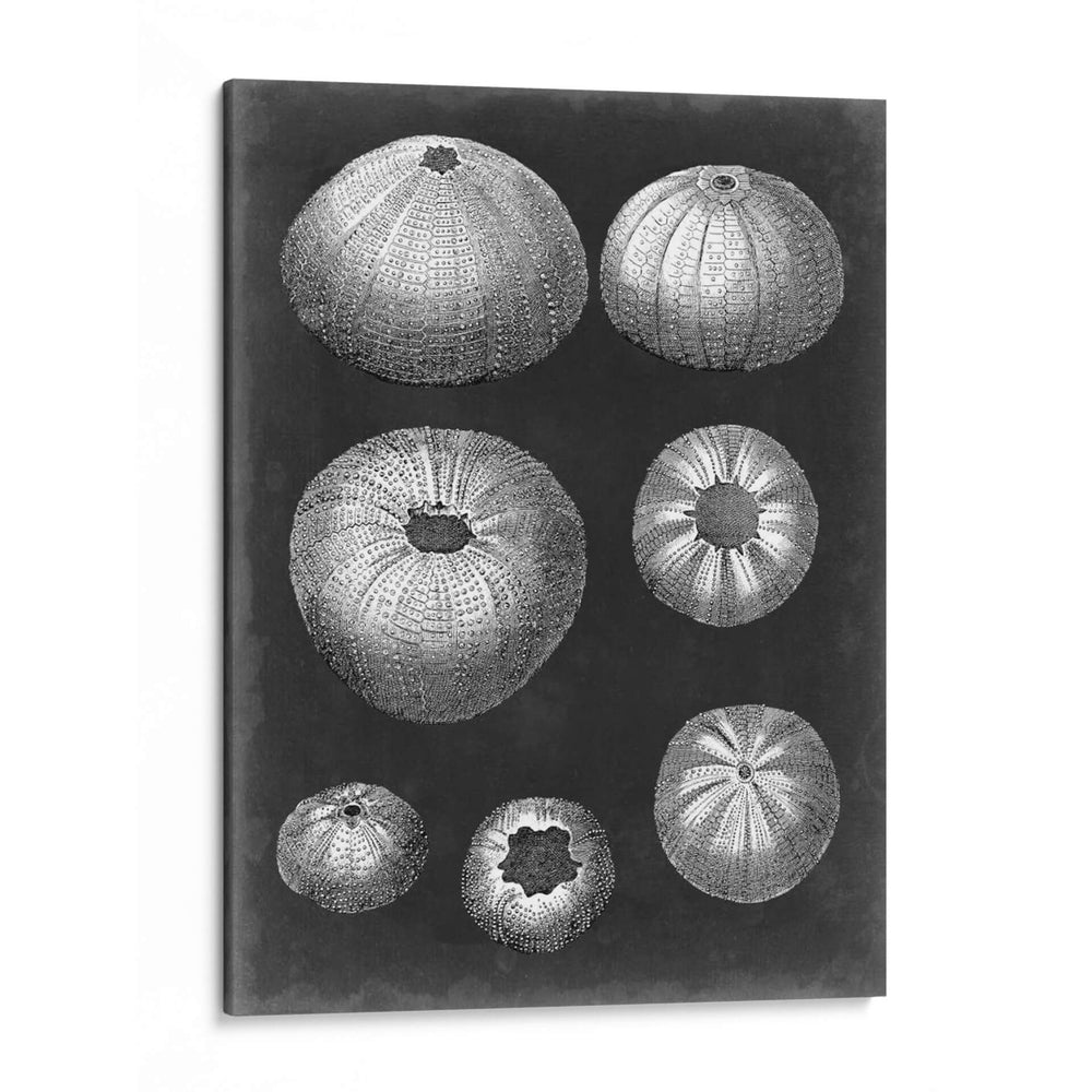Alabaster Shells Iv - Vision Studio | Cuadro decorativo de Canvas Lab