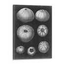 Alabaster Shells Iv - Vision Studio | Cuadro decorativo de Canvas Lab